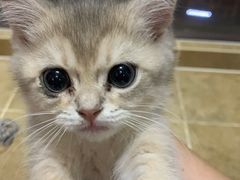 -Bastet sally猫舍购宠(静安店)