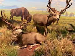 -陕西自然博物馆