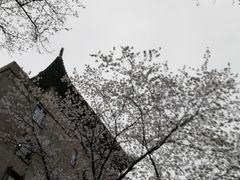 -武汉大学-樱园