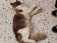 -瑞派康怡24h宠物医院·犬猫医疗中心·微创绝育(瑞景分院)