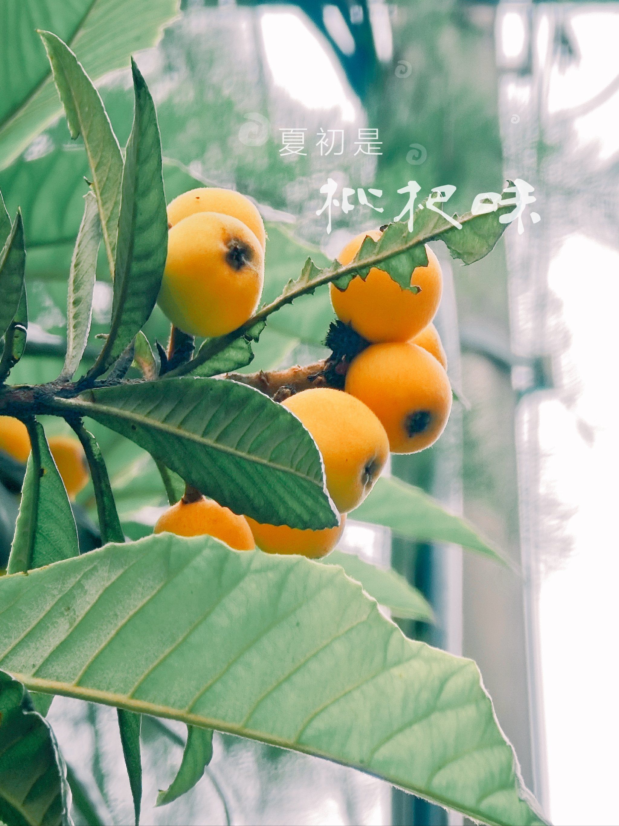 摄影日记 | 小区的枇杷熟了