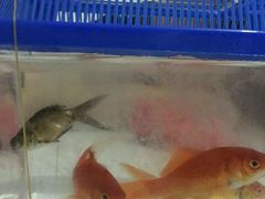 -万达广场(宁德蕉城店)