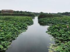 -荷塘月色湿地公园·向阳花洲