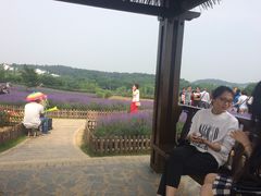 -大塘金香草谷