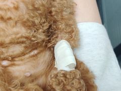 -伟伟宠物医院·CT影像中心·瑞派犬猫综合性门诊(汉口总院)