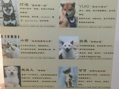 -柴迷FANS CLUB·柴犬狗咖·猫咖