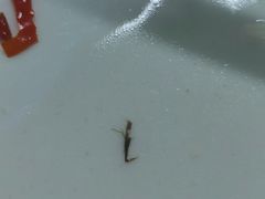 -笨罗卜浏阳菜馆(龙华鹏润达店)