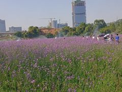 -光明小镇欢乐田园
