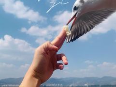 -海埂大坝