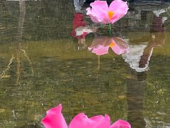 -桃花堤公园