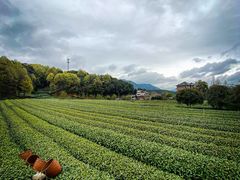 -龙坞茶村