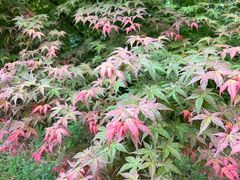 -贡湖湾湿地公园