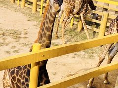 -西霞口神雕山野生动物世界