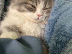 -momokira米努特·德文卷毛猫·棉花面纱犬