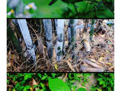 -火炉山森林公园