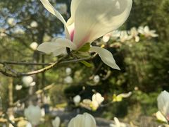 -都江堰中华大熊猫苑