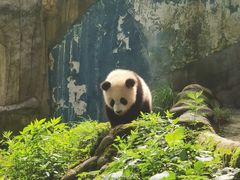 -中国大熊猫保护研究中心雅安碧峰峡基地