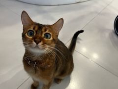 -喜多萌中农锦绣动物医院24H·猫科·牙科MRI·CT