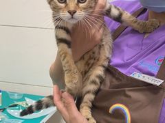 -北京观赏动物医院·24小时大型综合·猫专科·异宠专科
