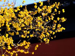 -黎里古镇