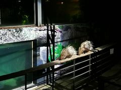-清迈夜间动物园