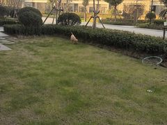 -思琪宠物医院(昆山花桥店)
