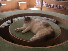 -CAT’S MEWSTAR CAFE·喵星球猫屋(晴湾咖啡店)