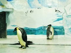 -海合安天津极地海洋公园