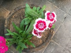 -龙大花卉苗木市场