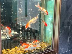 -浩运·海鲜青岛菜·海胆水饺(石老人店)