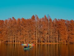 -上海海湾国家森林公园