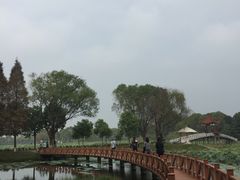 -洪湖生态旅游区