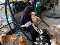 -柴犬高等学院·狗咖·柴犬售卖·宠物训练