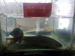 -干老四雅鱼饭店(滨江西路店)