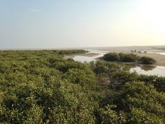 -北海金海湾红树林生态旅游区
