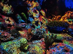 -上海海洋水族馆