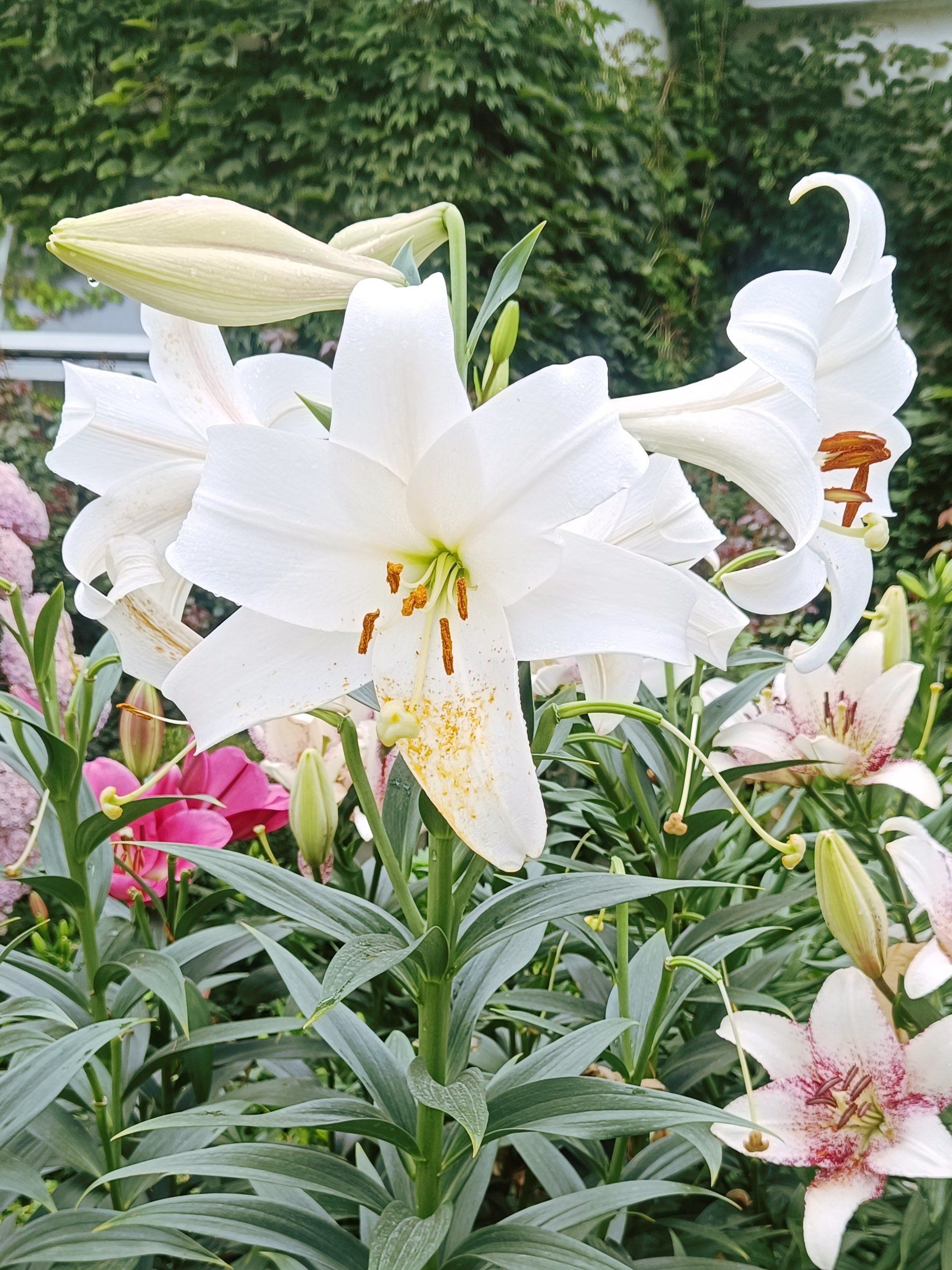 百合花开的季节到了