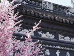 -香雪海