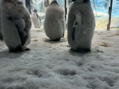 -帝企鹅自助餐厅•儿童岛•真企鹅(长隆企鹅酒店)