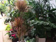 -桂林市花鸟市场