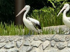 -新加坡飞禽公园