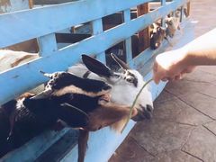 -清迈夜间动物园