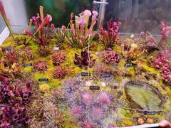 -中国科学院西双版纳热带植物园