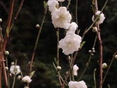 -桃花涧