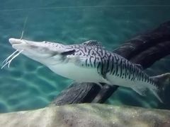 -上海海洋水族馆