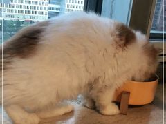 -Cappucimeow猫咪咖啡馆(韦伯时代店)