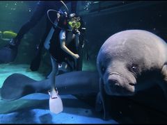 -烟台海昌鲸鲨海洋公园
