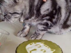 海边的猫和咖啡馆-海边的猫和咖啡馆