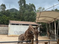 -泉州海丝野生动物世界