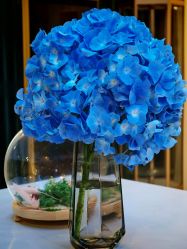 -比华利美容医院